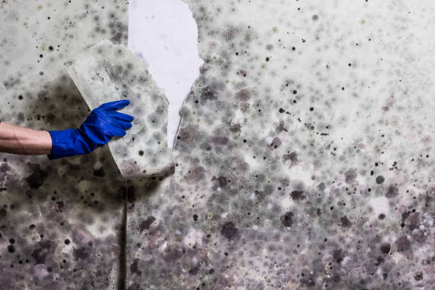 Professional Mold Remediation in Sun Prairie, WI